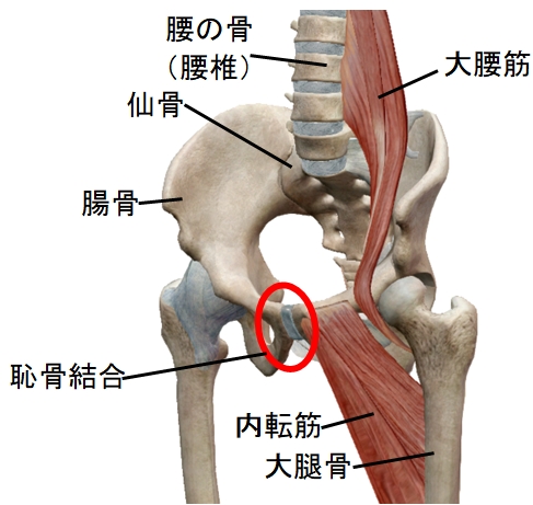 股関節の付け根 恥骨 の痛みの原因は姿勢の崩れが原因 アスレティックランニング